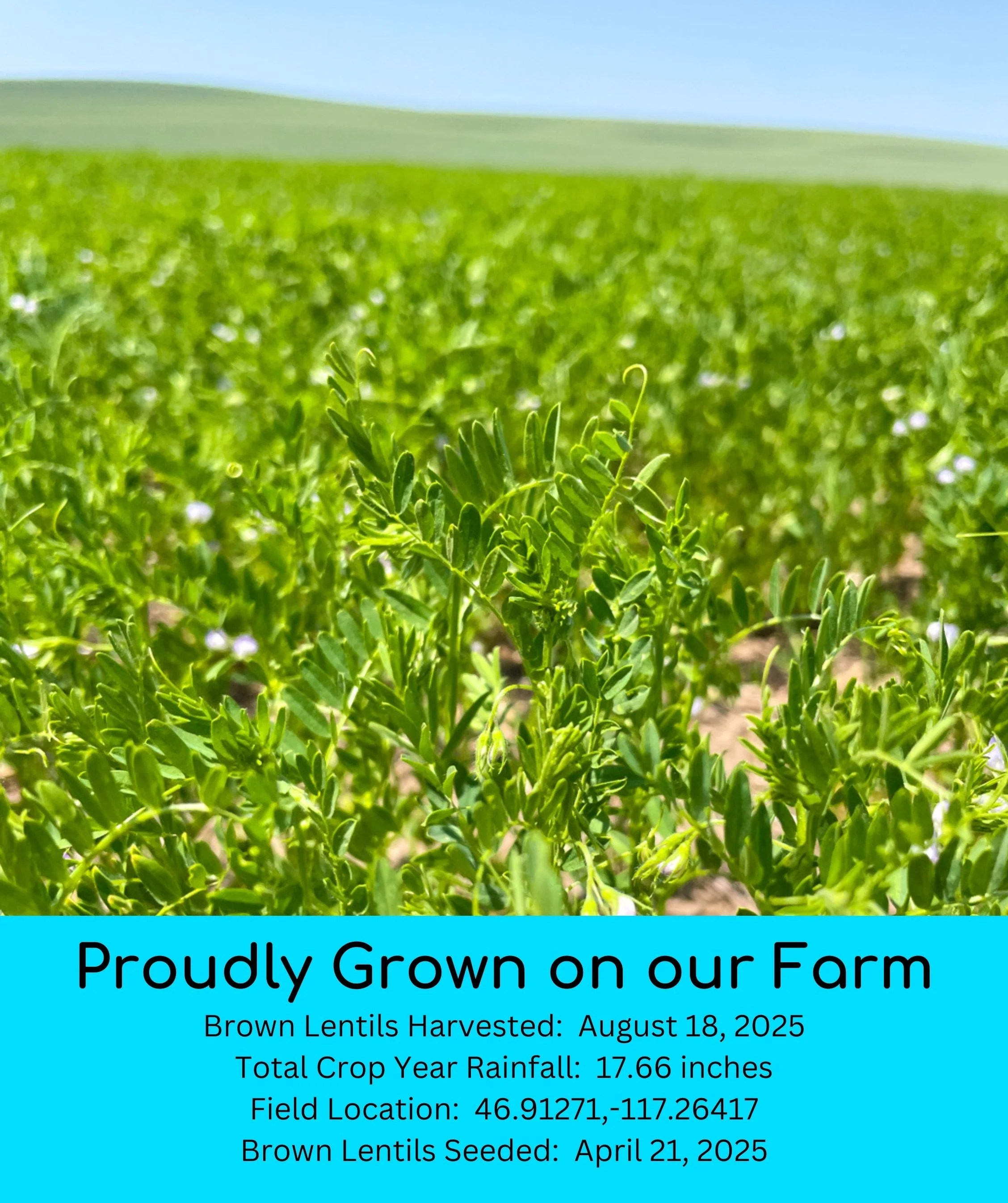 Brown Lentils | 25 LB | Certified Glyphosate Residue Free - Image 3