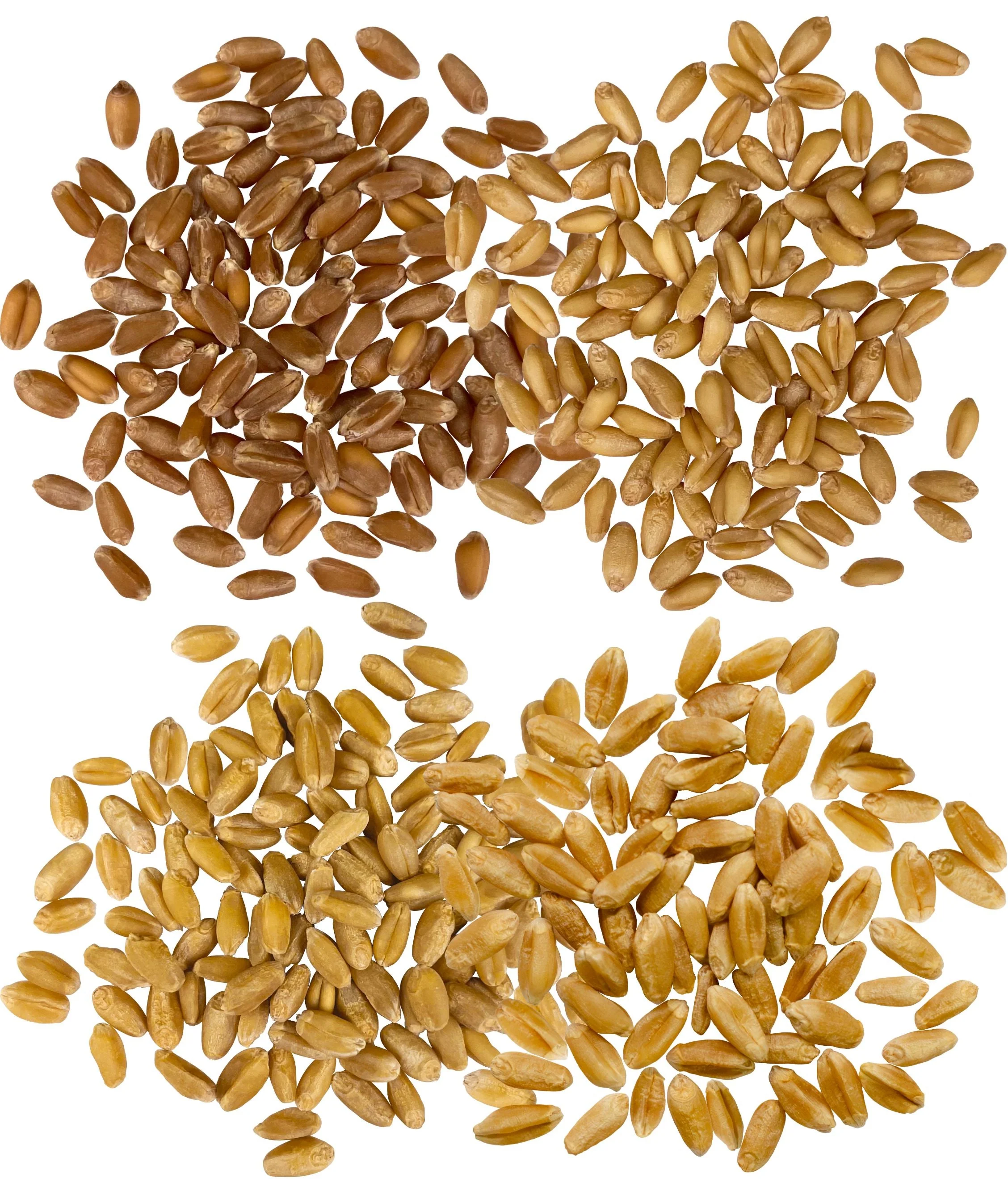 Bulk Bag Wheat Variety Bundle | 100 LB | Certified Glyphosate Residue Free - Image 2