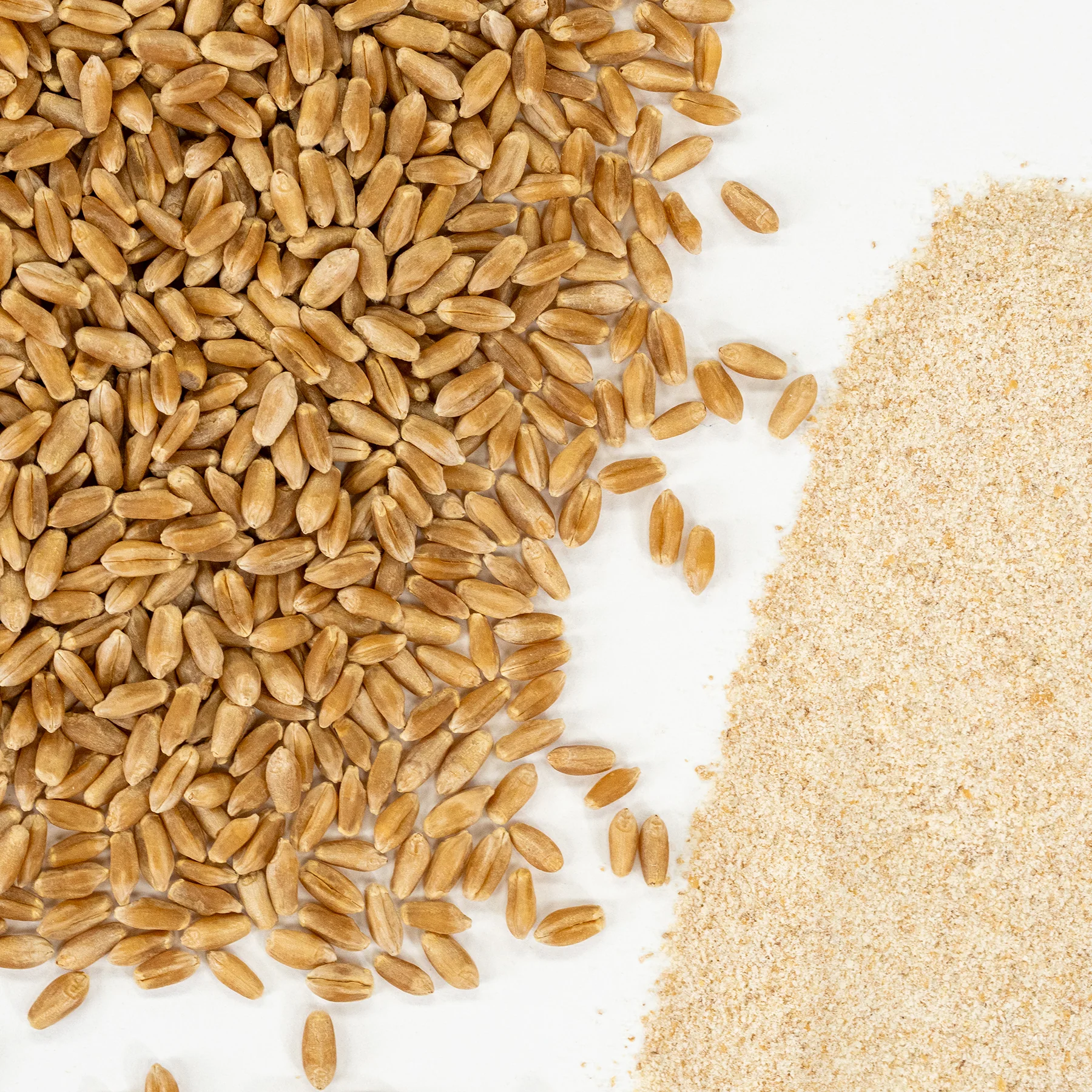 Wheat Variety Bundle - Image 3