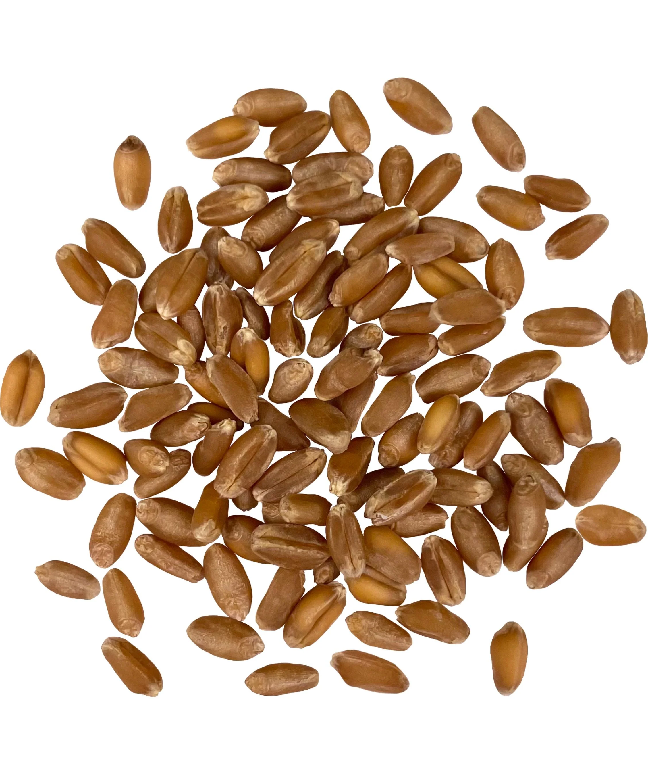 Hard Red Winter Wheat | 25 LB Bucket | Certified Glyphosate Residue Free - Image 2