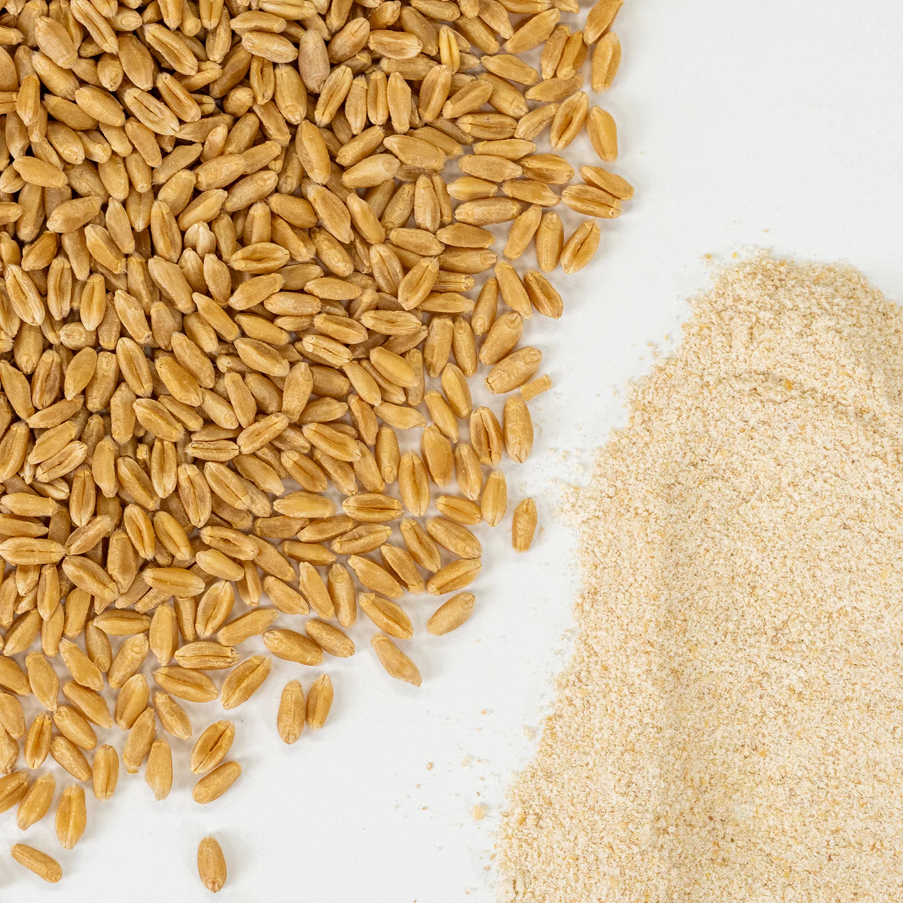 Wheat Variety Bundle - Image 4