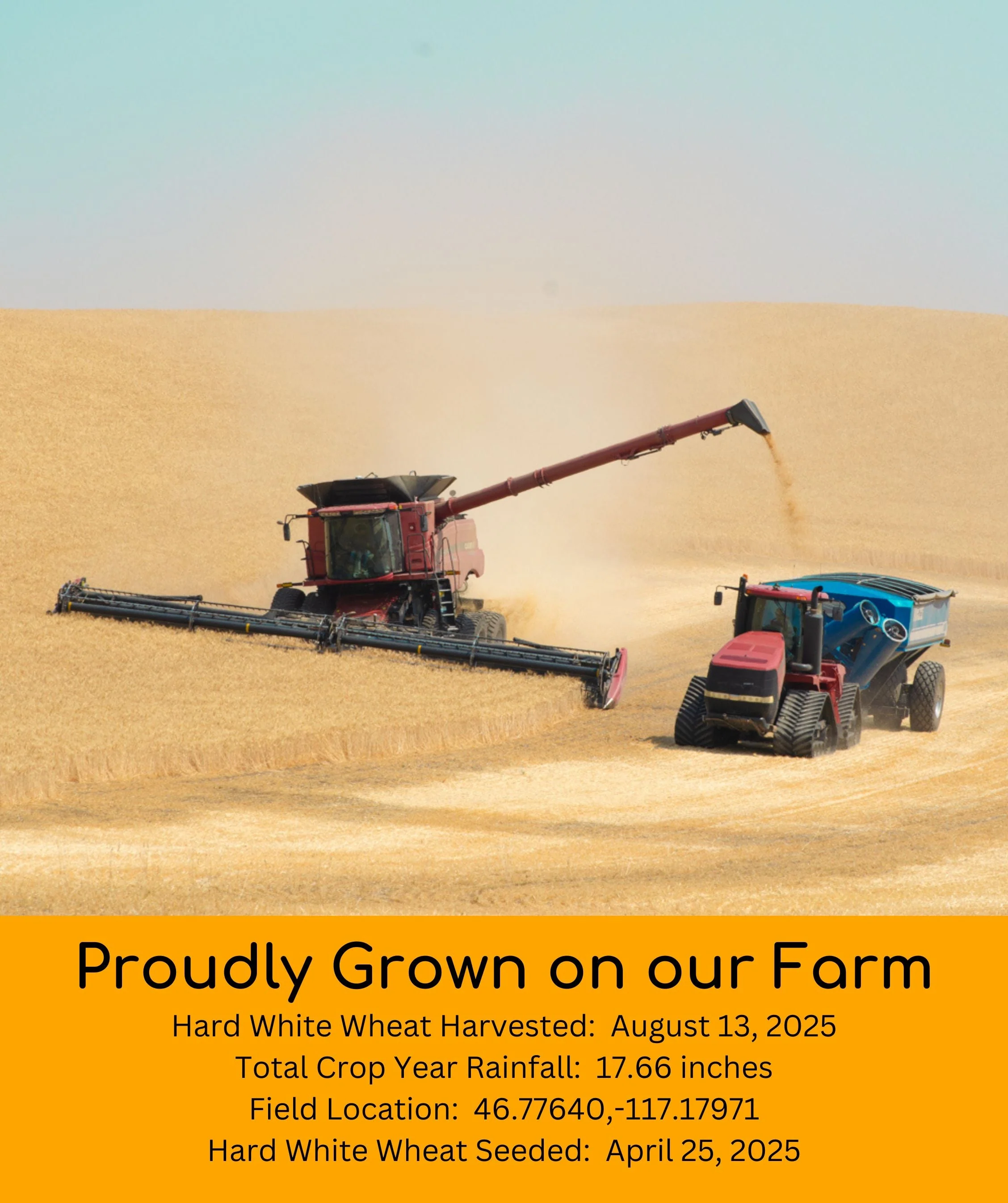 Hard White Wheat | 5 LB | Certified Glyphosate Residue Free - Image 3