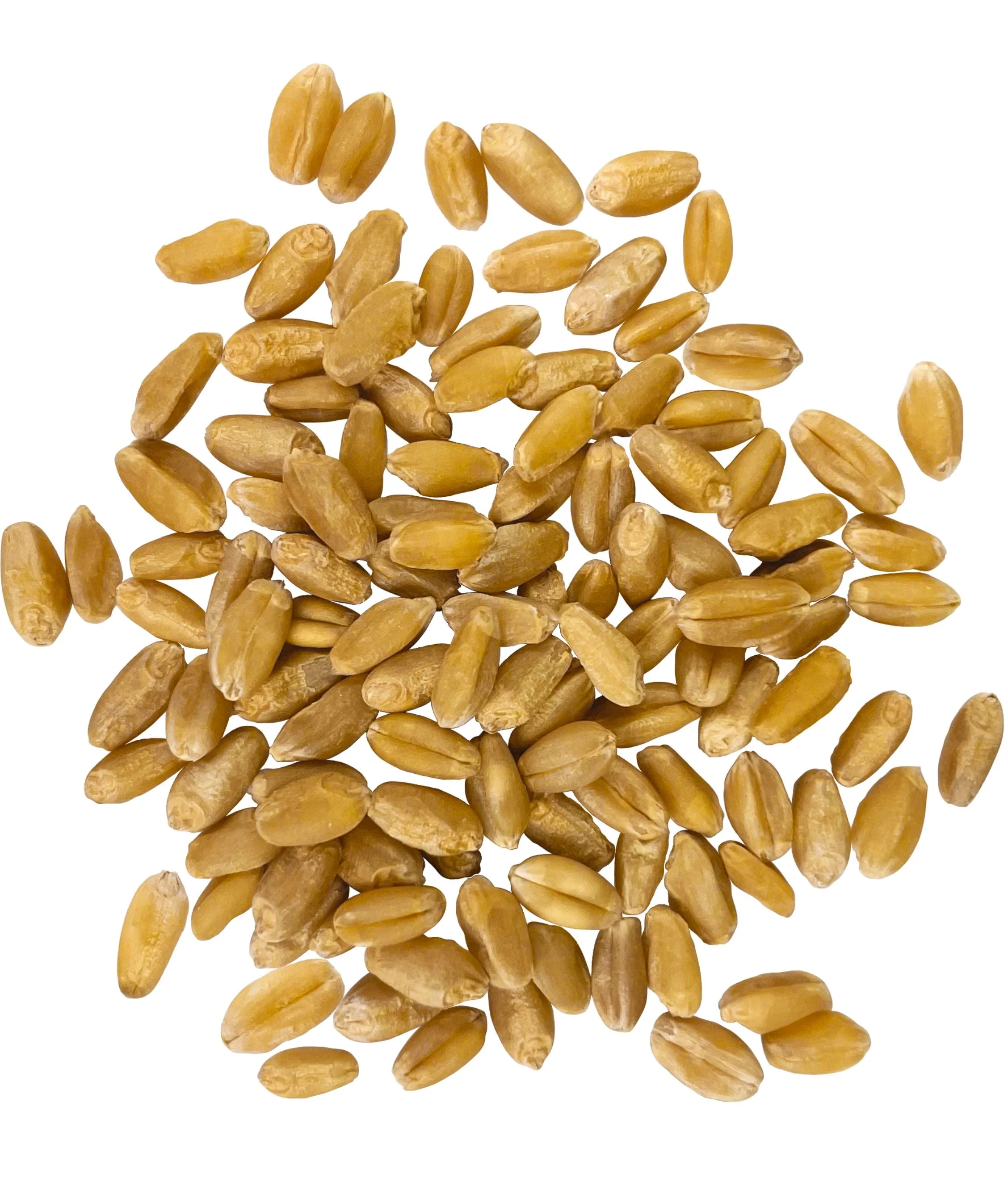 Hard White Wheat Berries | 25 LB Bucket | Certified Glyphosate Residue Free - Image 2