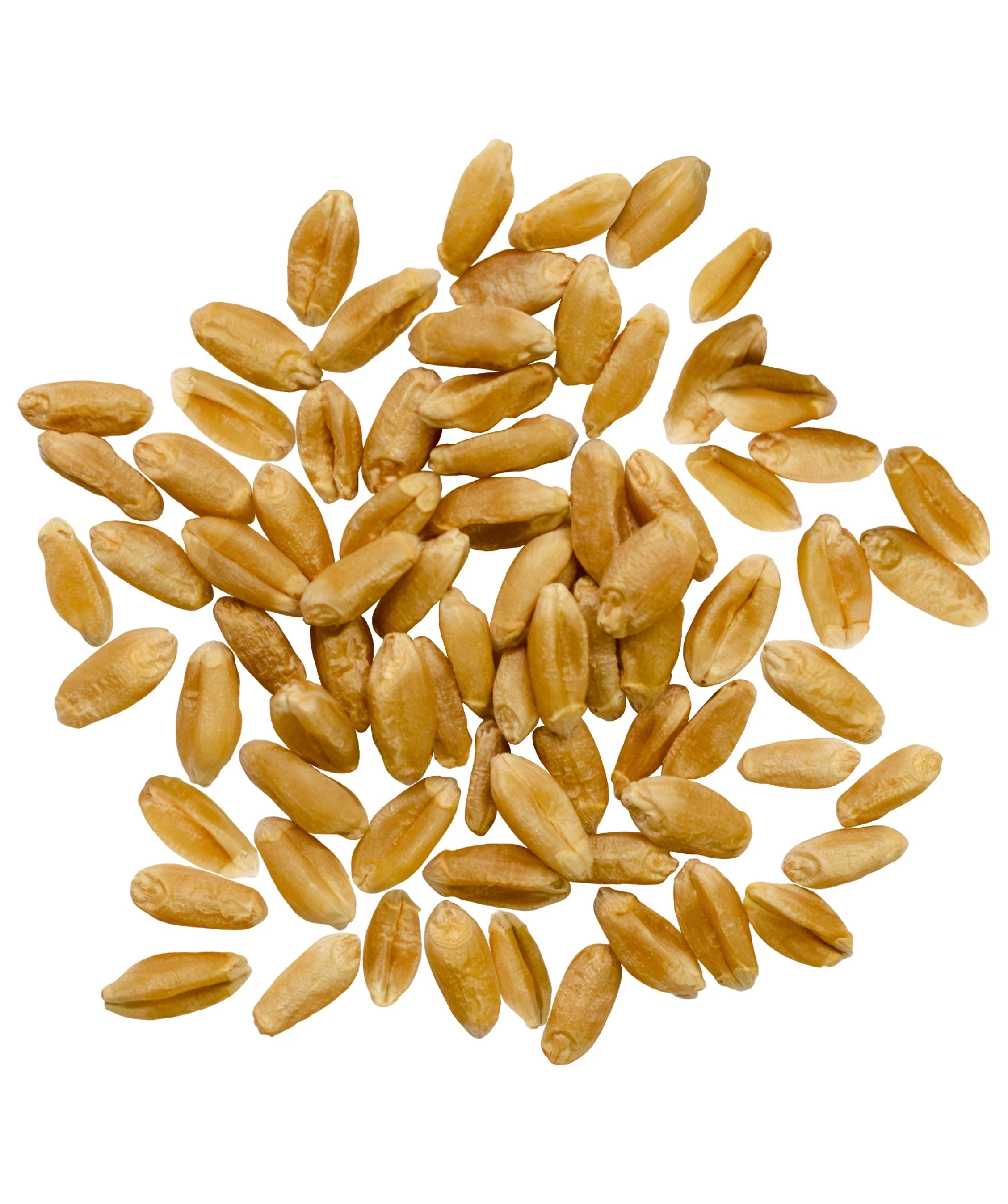 Red Spring Wheat | 25 LB | Certified Glyphosate Residue Free - Image 2