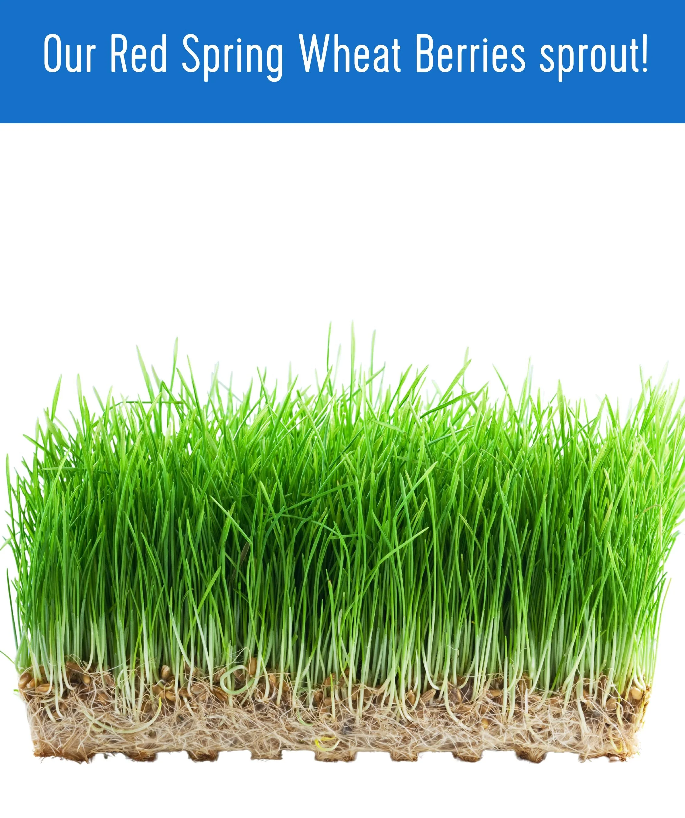 Red Spring Wheat | 25 LB | Certified Glyphosate Residue Free - Image 7