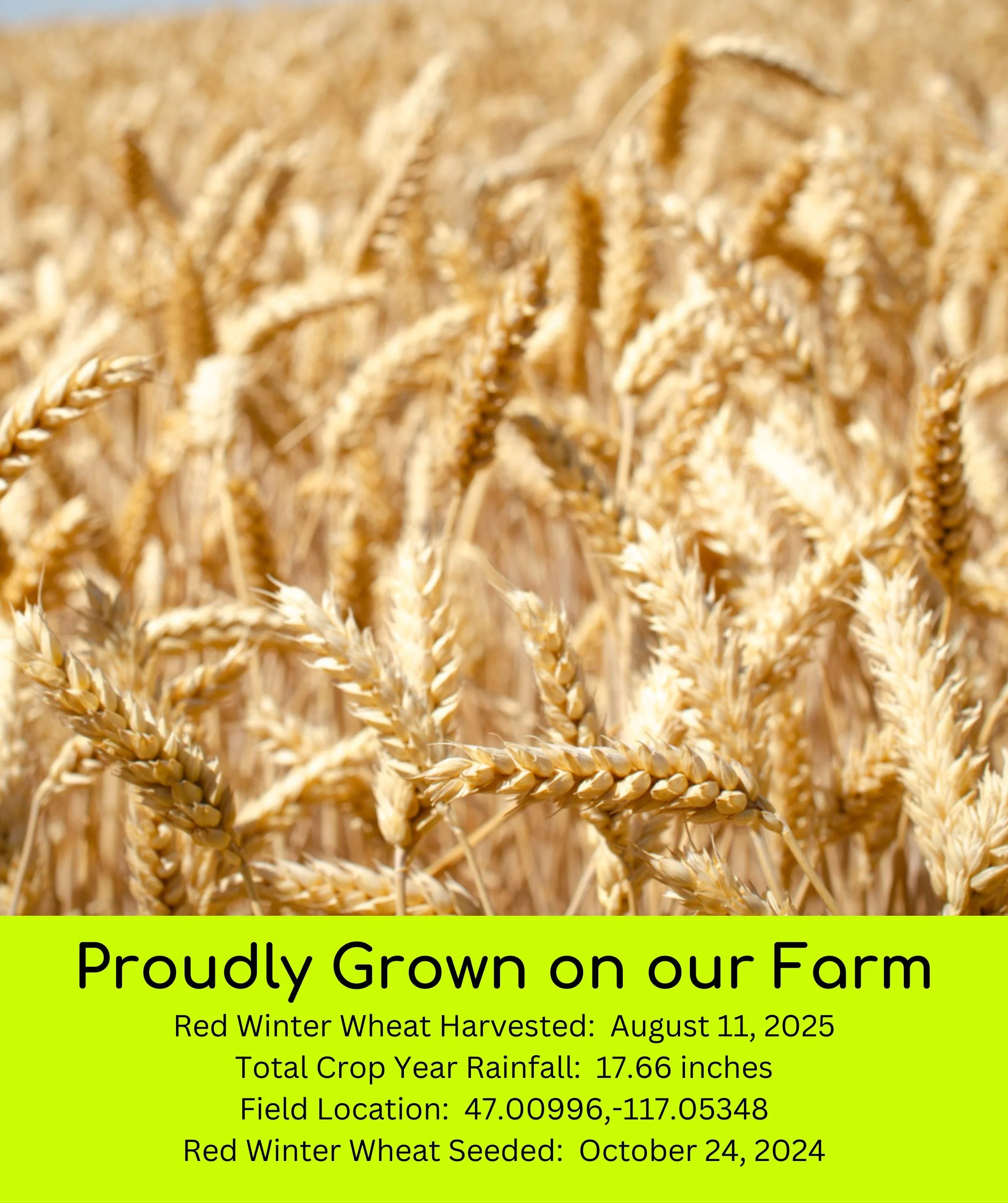 Red Winter Wheat | 25 LB | Certified Glyphosate Residue Free - Image 3