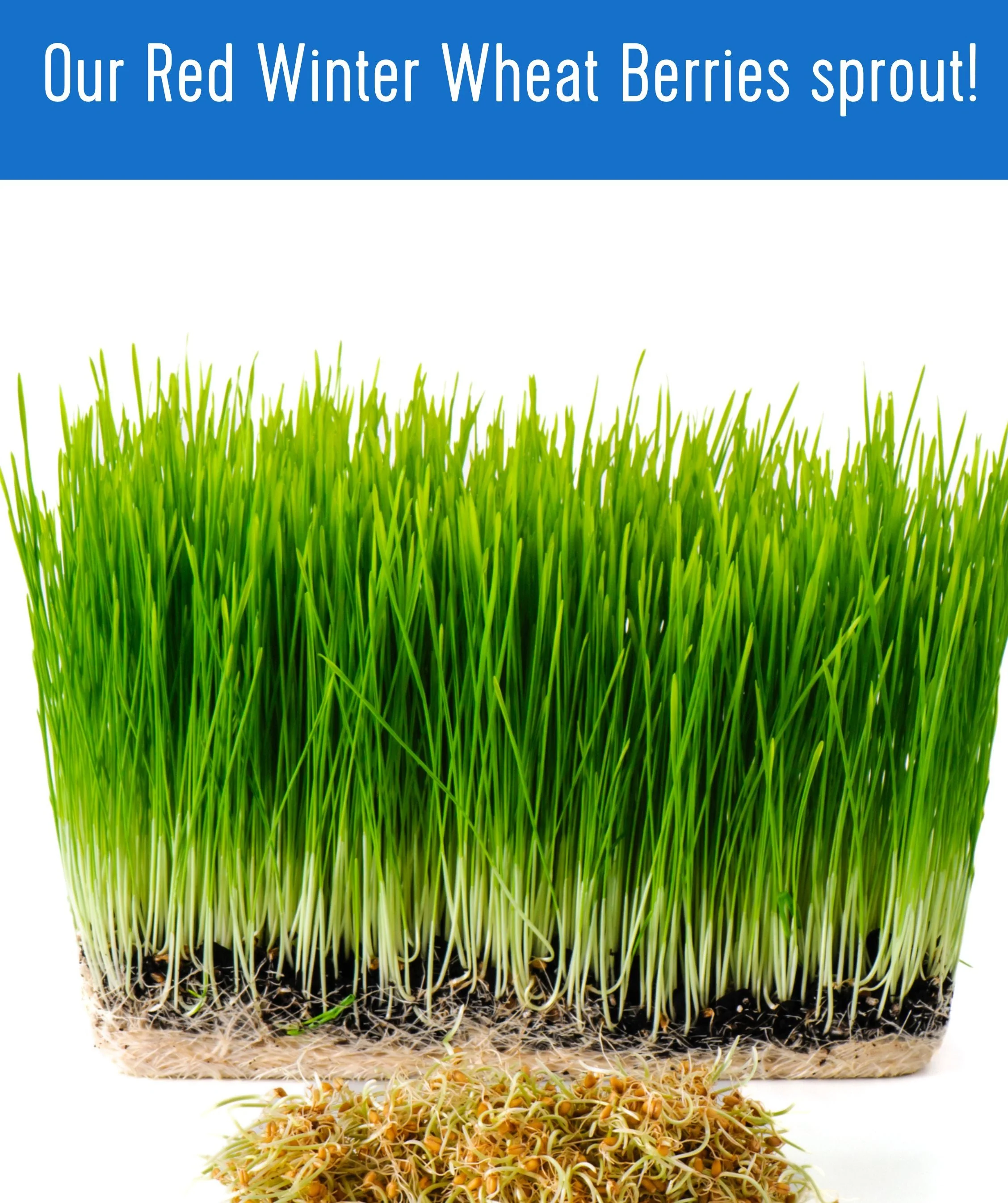 Red Winter Wheat | 5 LB | Certified Glyphosate Residue Free - Image 7