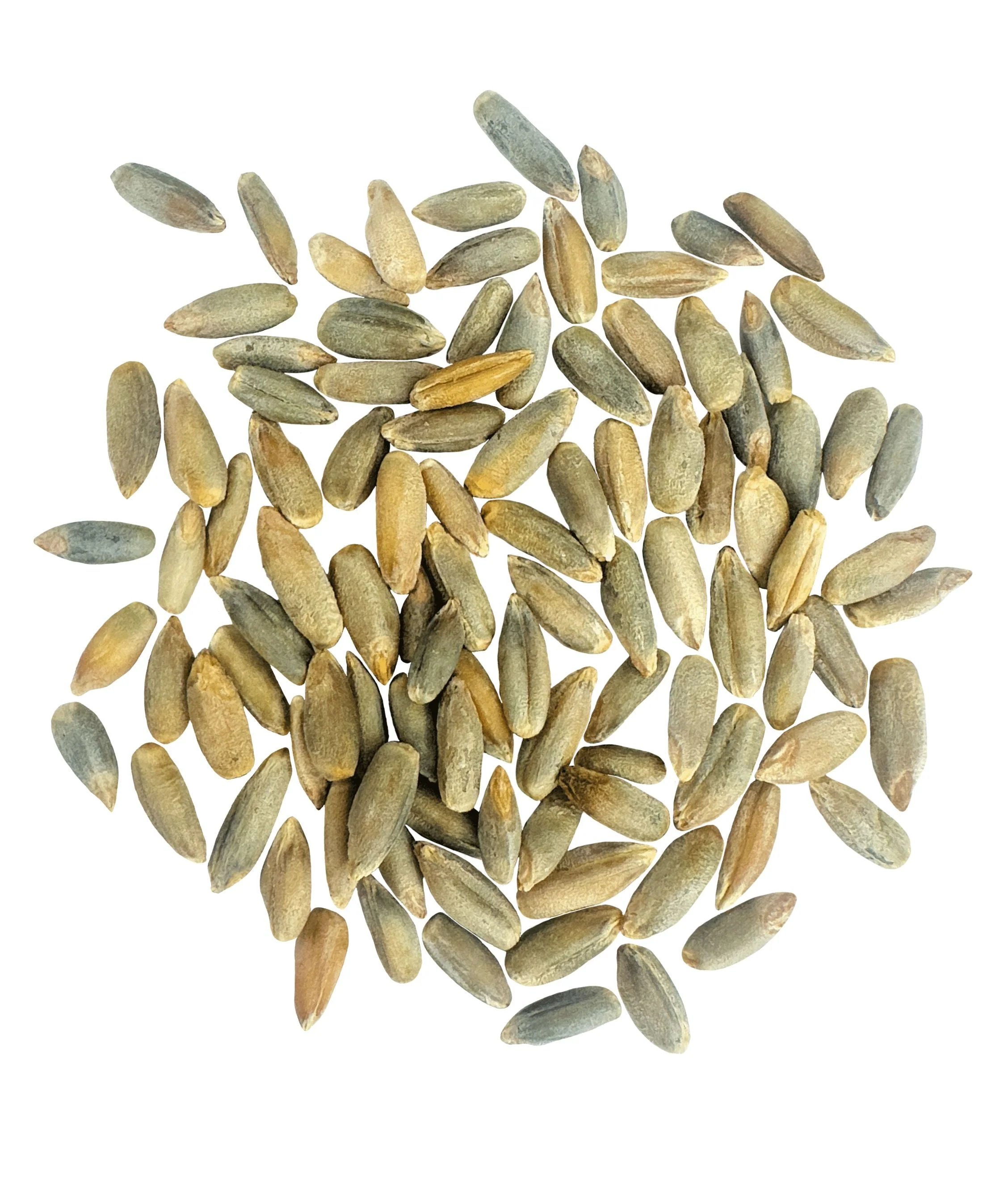 Rye Berries | Certified Glyphosate Residue Free | 25 LB - Image 2