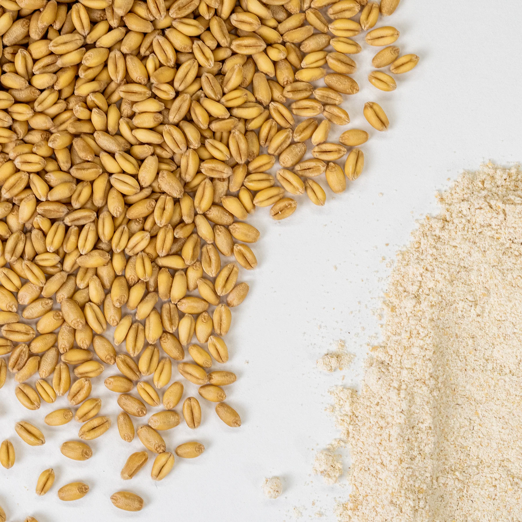 Wheat Variety Bundle - Image 5