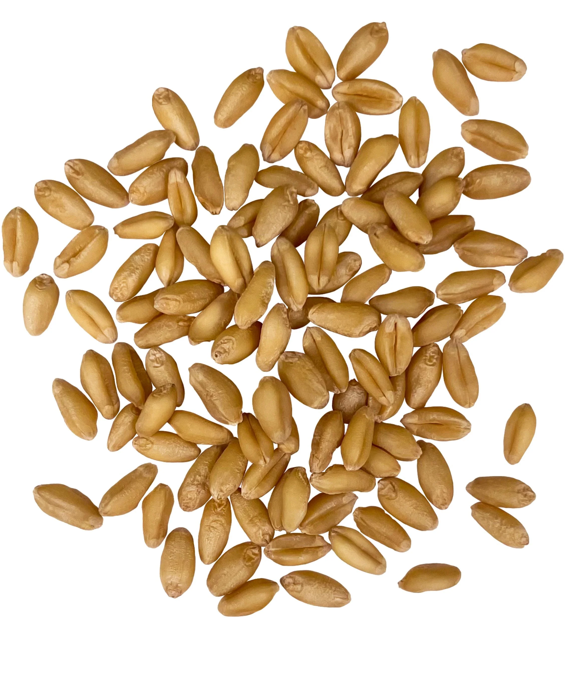 Soft White Wheat Berries | 25 LB Bucket | Certified Glyphosate Residue Free - Image 2