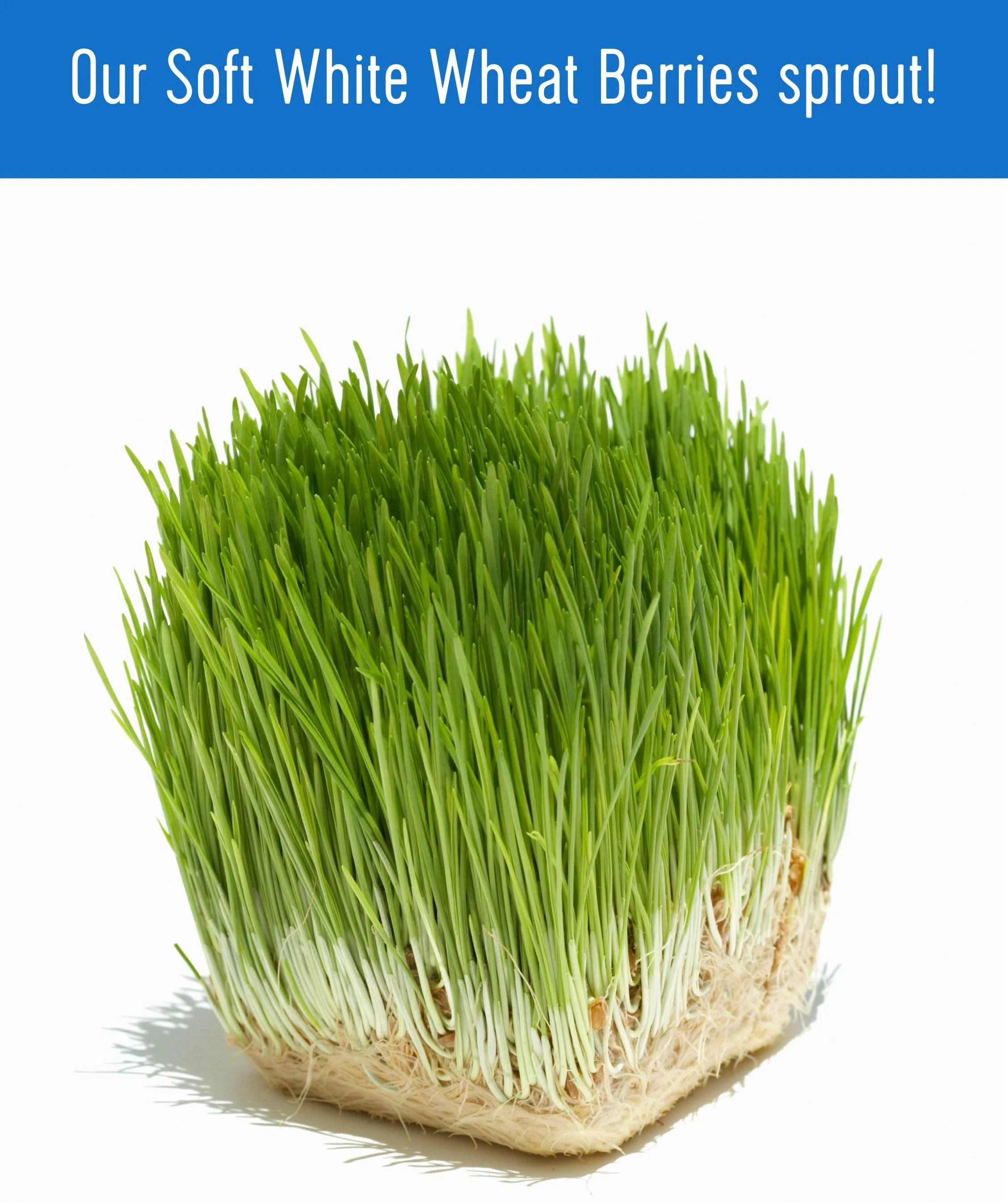 Soft White Wheat Bundle | 100 LB | Certified Glyphosate Residue Free - Image 7